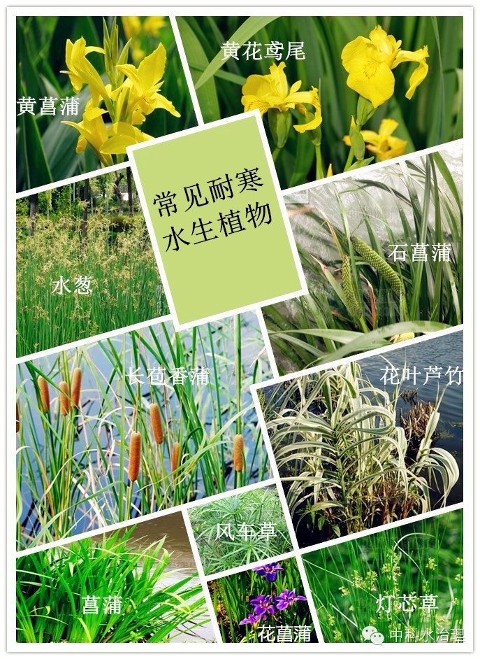 水治理61推荐大型水生植物修复重金属污染水体研究进展