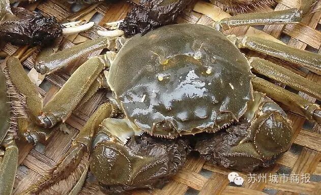 看这些~ 二,白肚,蟹腹呈白玉色,洁白如玉,无斑点.