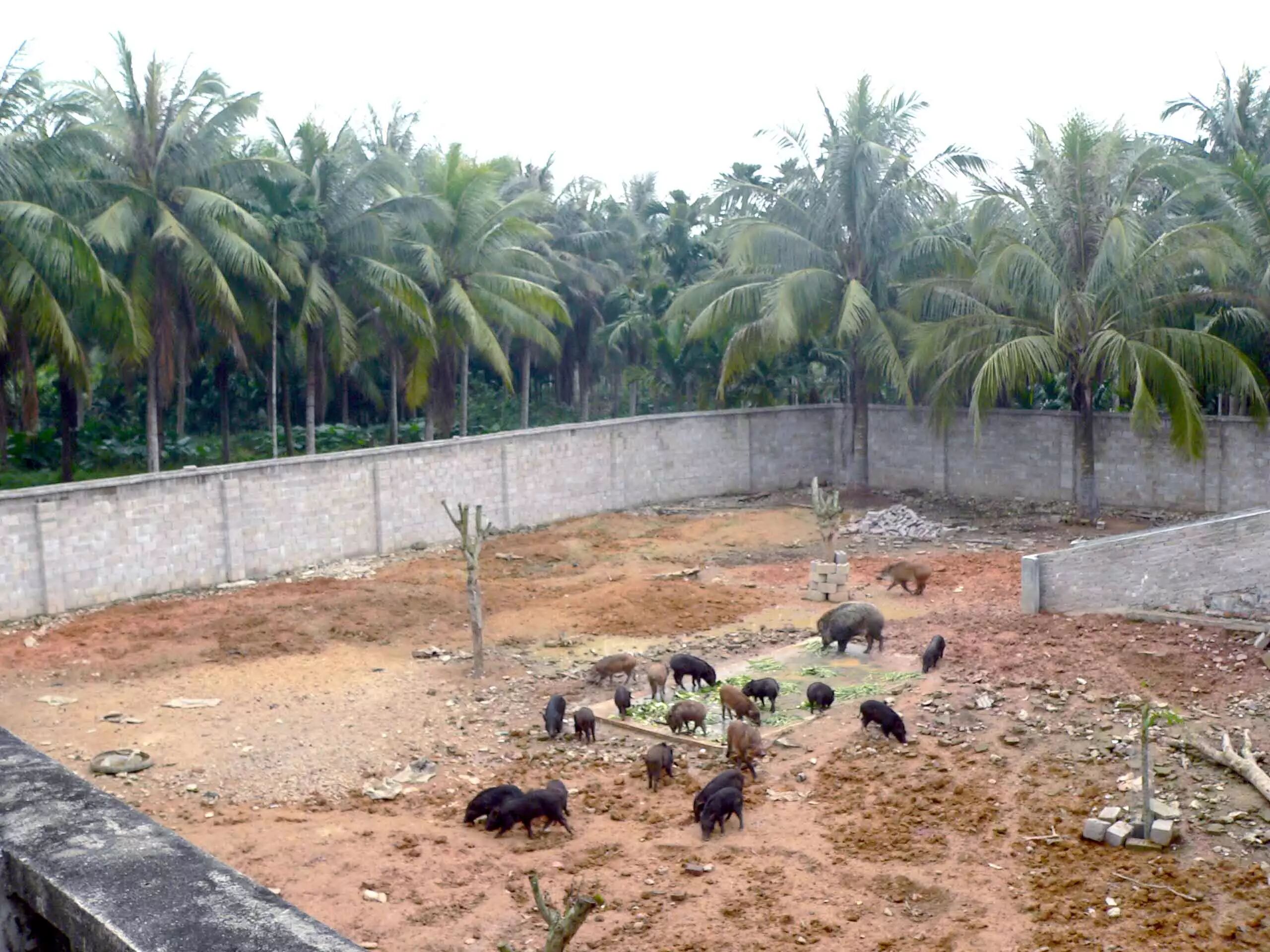 引进了28头种猪进行繁殖,创办了"琼海东太雄威特种野猪养殖场"