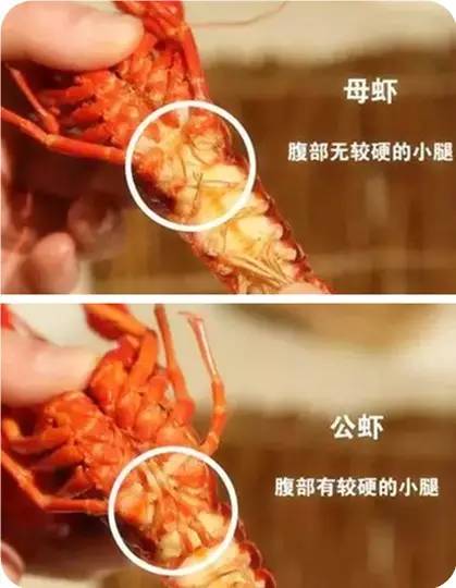 龙虾怎么分公母图片