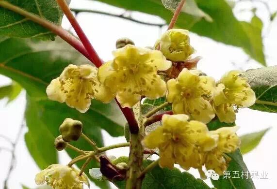 分辨猕猴桃雌花和雄花的方法