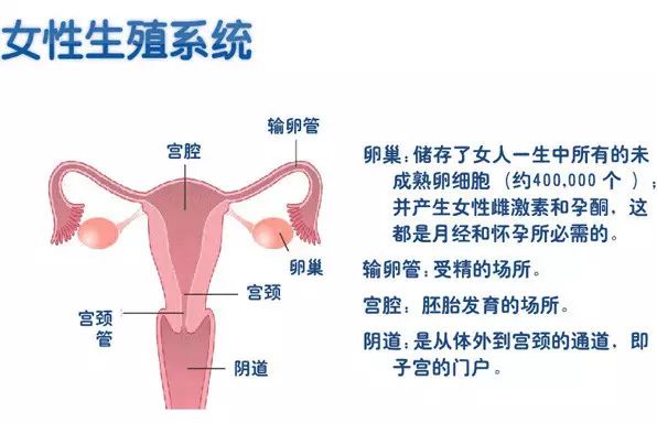 女人花 女性生殖专业知识及与顾客的讲解 全民皆益360 微信公众号文章阅读 Wemp