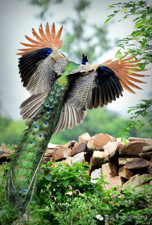 孔雀开屏美到惊艳