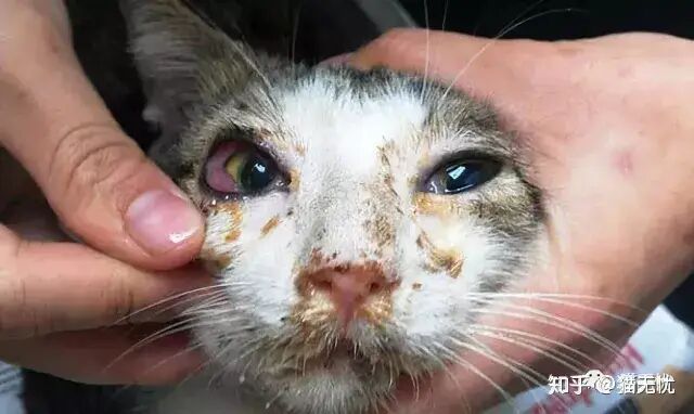 你家猫咪这是猫鼻支还是感冒?