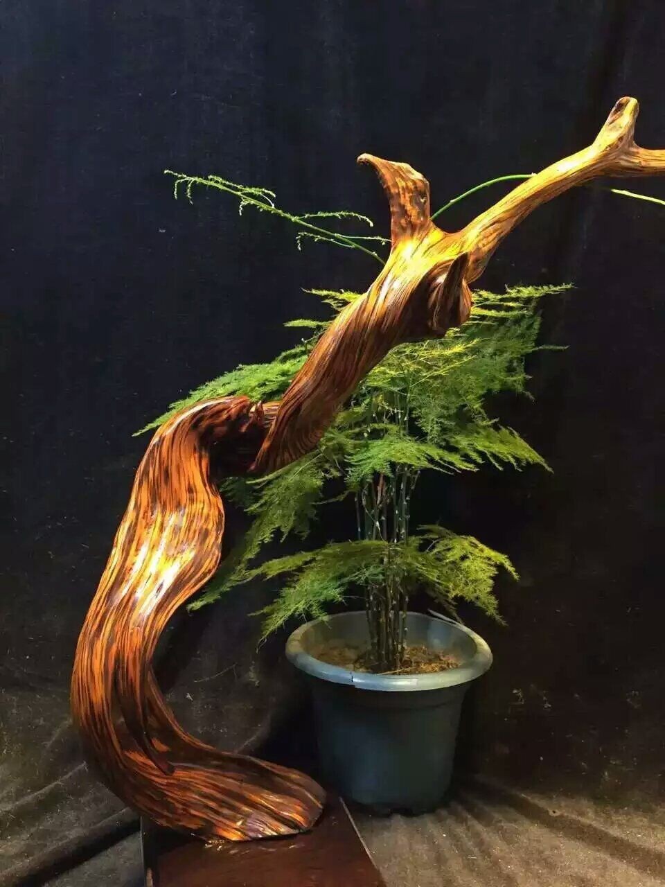 木材百科带你认识崖柏