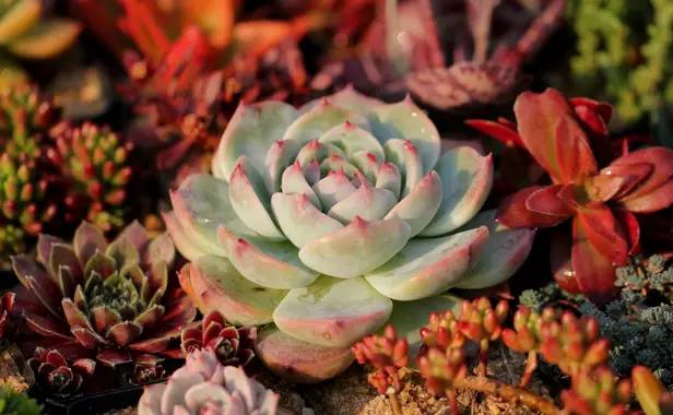 这些有毒的多肉植物你家有没有!