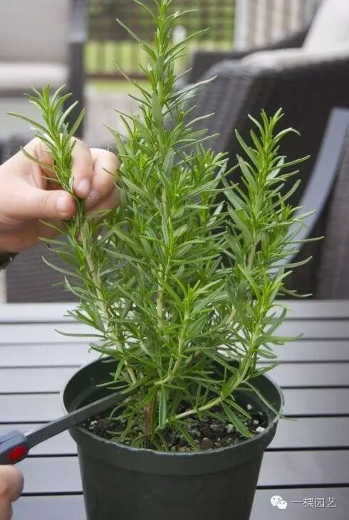【桂林调料价格联盟】夏日来袭,你最应知道的16种驱蚊植物