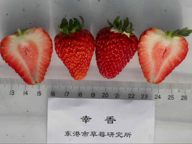 实心草莓——幸香,日本品种,1998年引入中国.