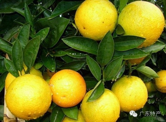 粤西特产化州橙
