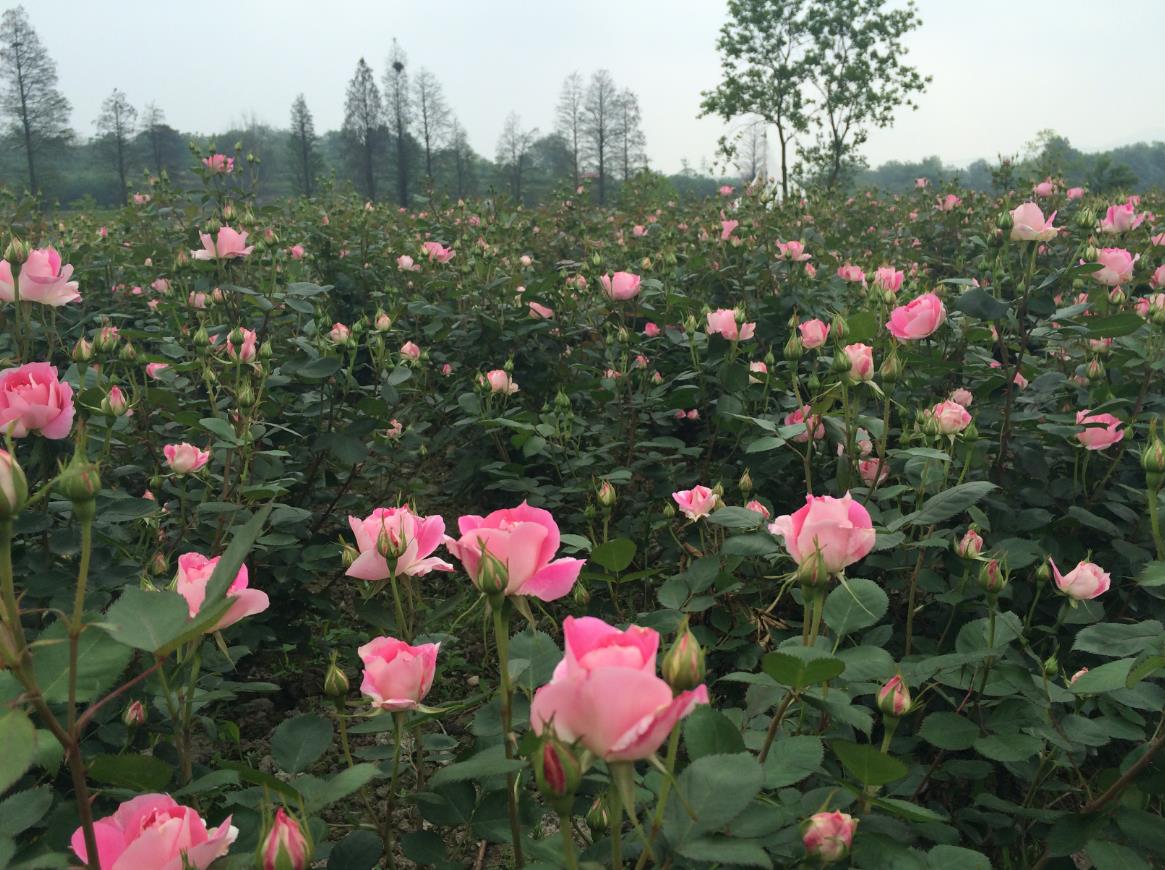 武汉周边有个3000亩的玫瑰花园现已花开成海