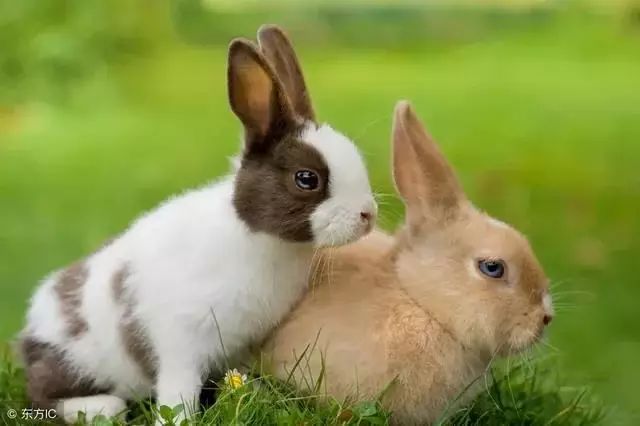 生肖兔:你是“富贵兔”还是“叫花兔”,看看你的“命”