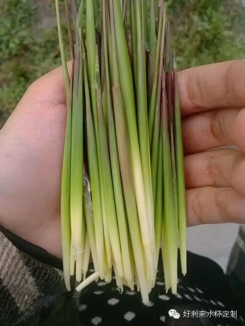 三月三,毛芽尖这个你们吃过没有呀?