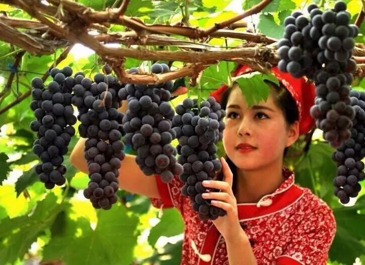 新疆美女摘葡萄图片