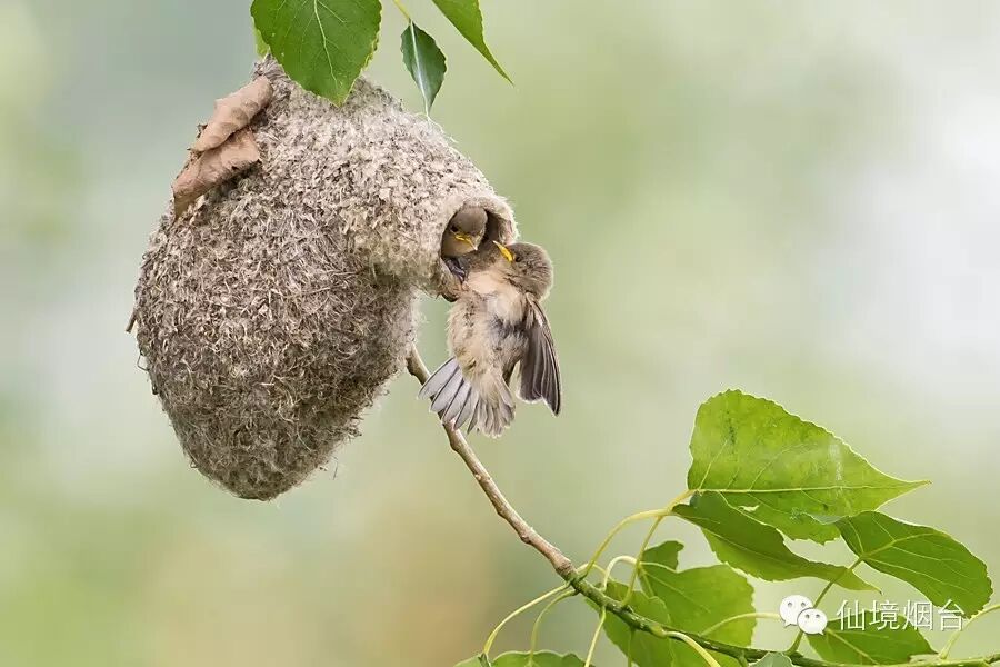 小攀雀羽翼渐丰时,攀雀父母还要不断用食物吸引小鸟出巢,并在巢边做