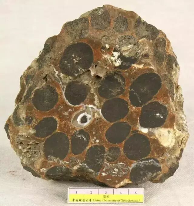 矿石矿物为水锰矿,呈结核状分布于泥质粉砂岩中,含量70% 左右,矿石具