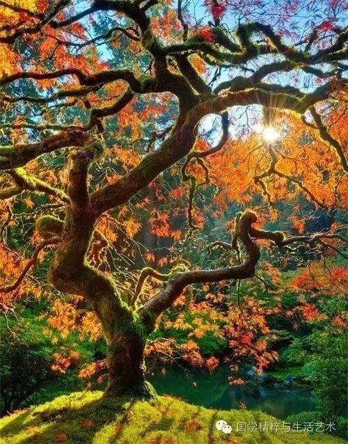 人生树下0202回归自然