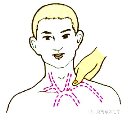 动脉什么压迫止血指压止血法_https://www.jmylbn.com_新闻资讯_第5张