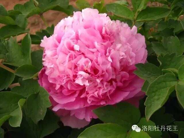 洋牡丹