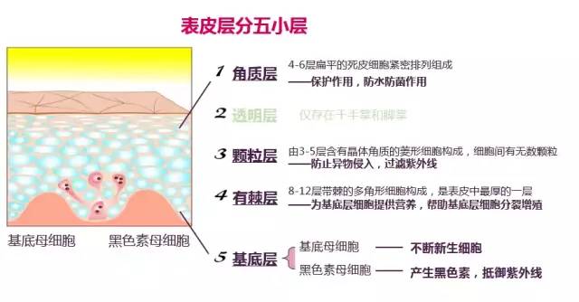 专业护肤 首先来认识认识我们的皮肤结构层次 满满干货 饰文祛疣 微信公众号文章阅读 Wemp