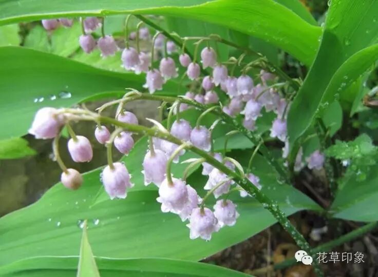 雖有串串鈴 誰人聽我音 花草印象 微文庫