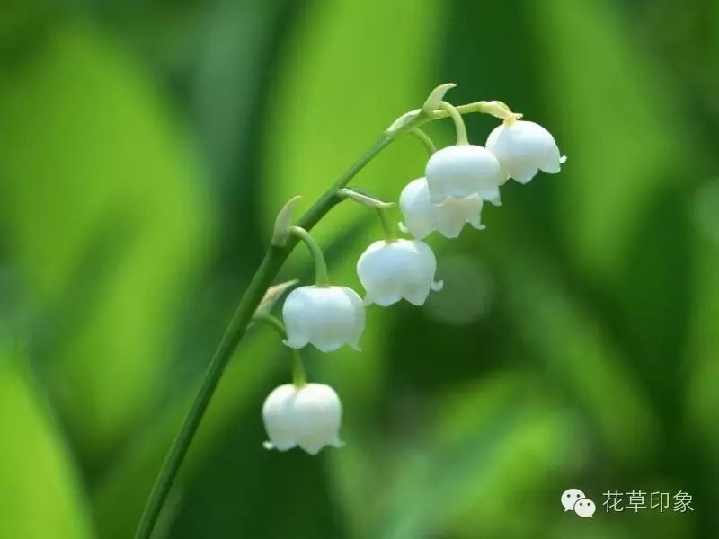 雖有串串鈴 誰人聽我音 花草印象 微文庫