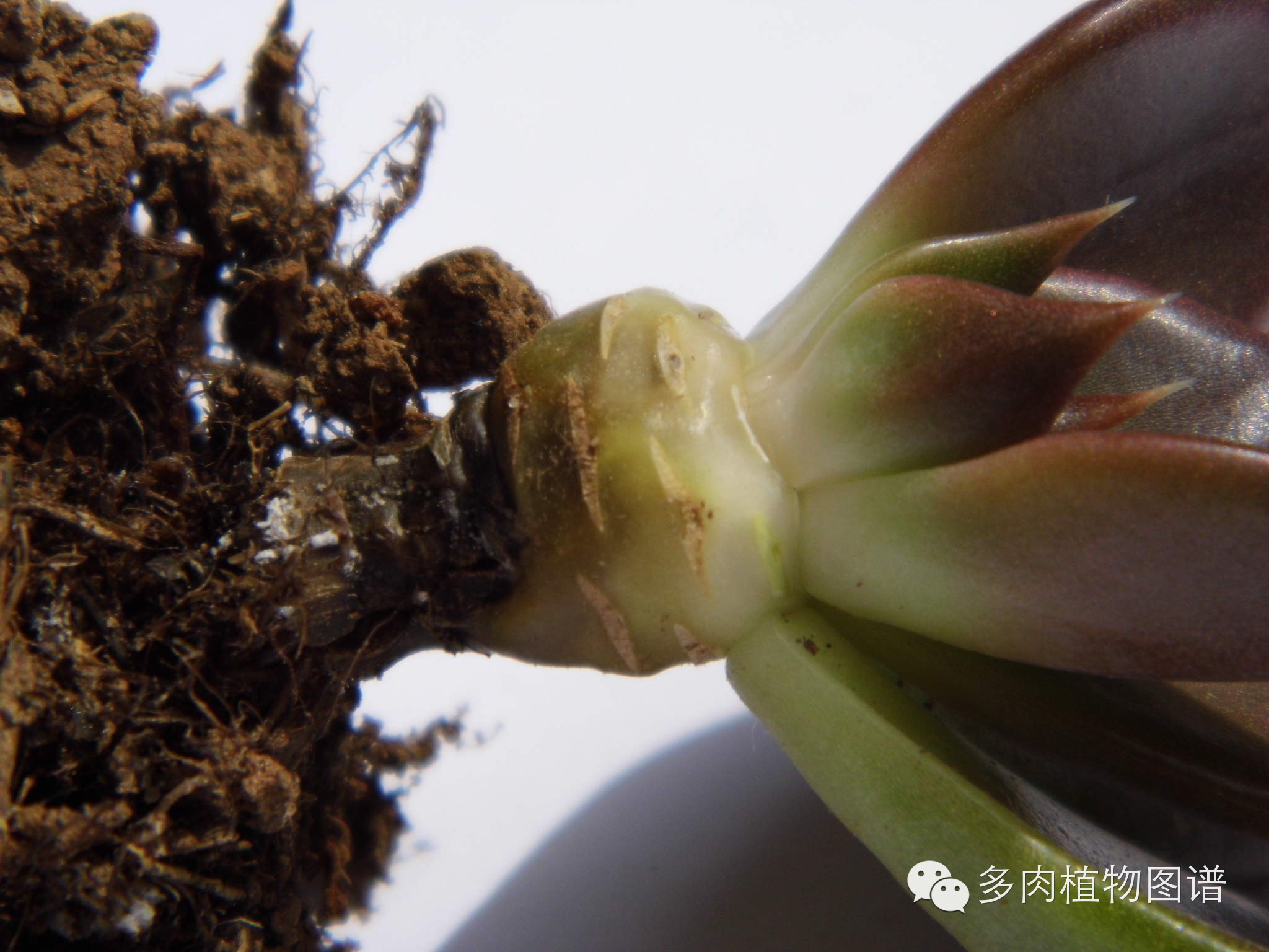 多肉植物的癌症黑腐病的发病原理及抢救图解全集