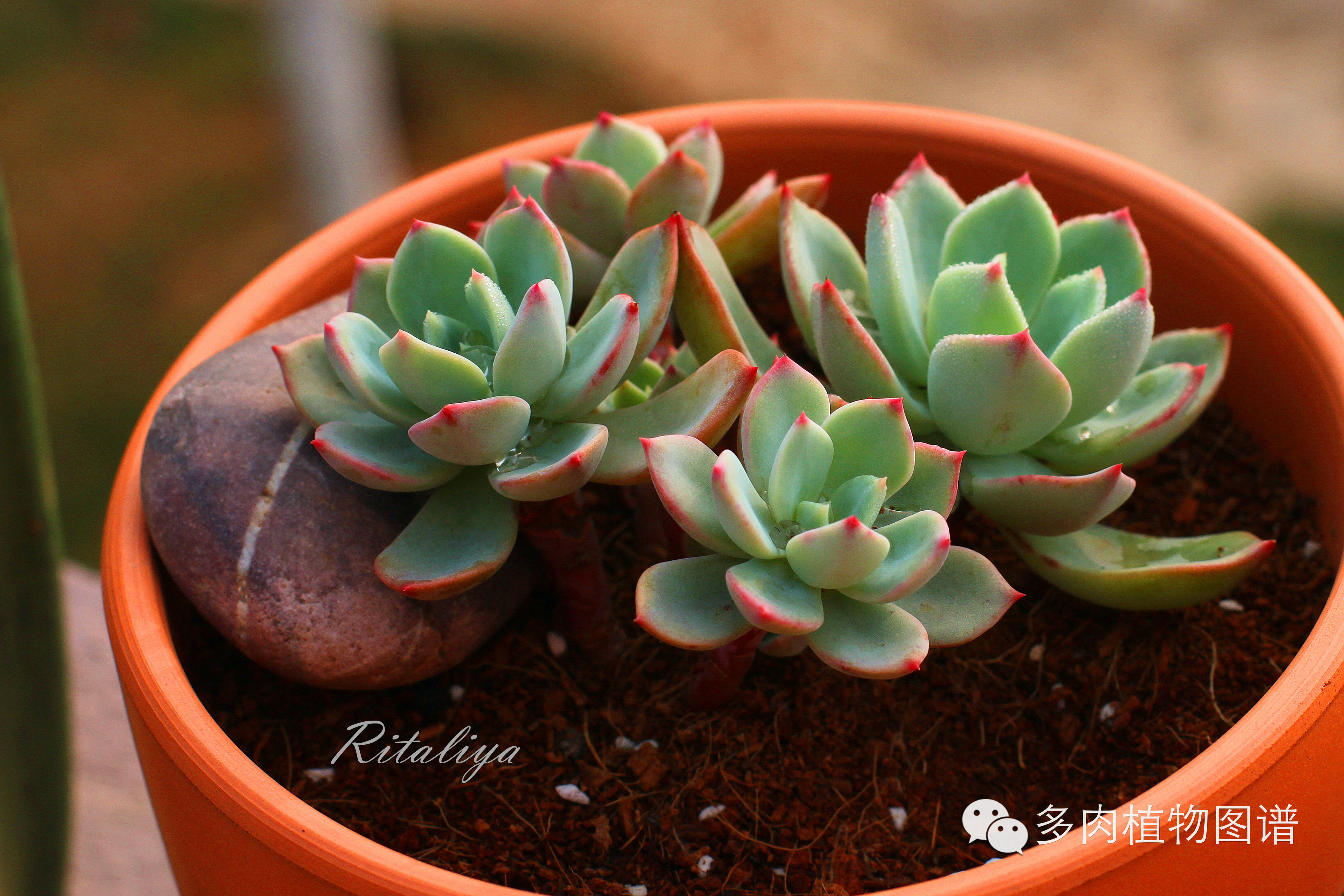 常见冬型种春秋型种多肉植物的分类