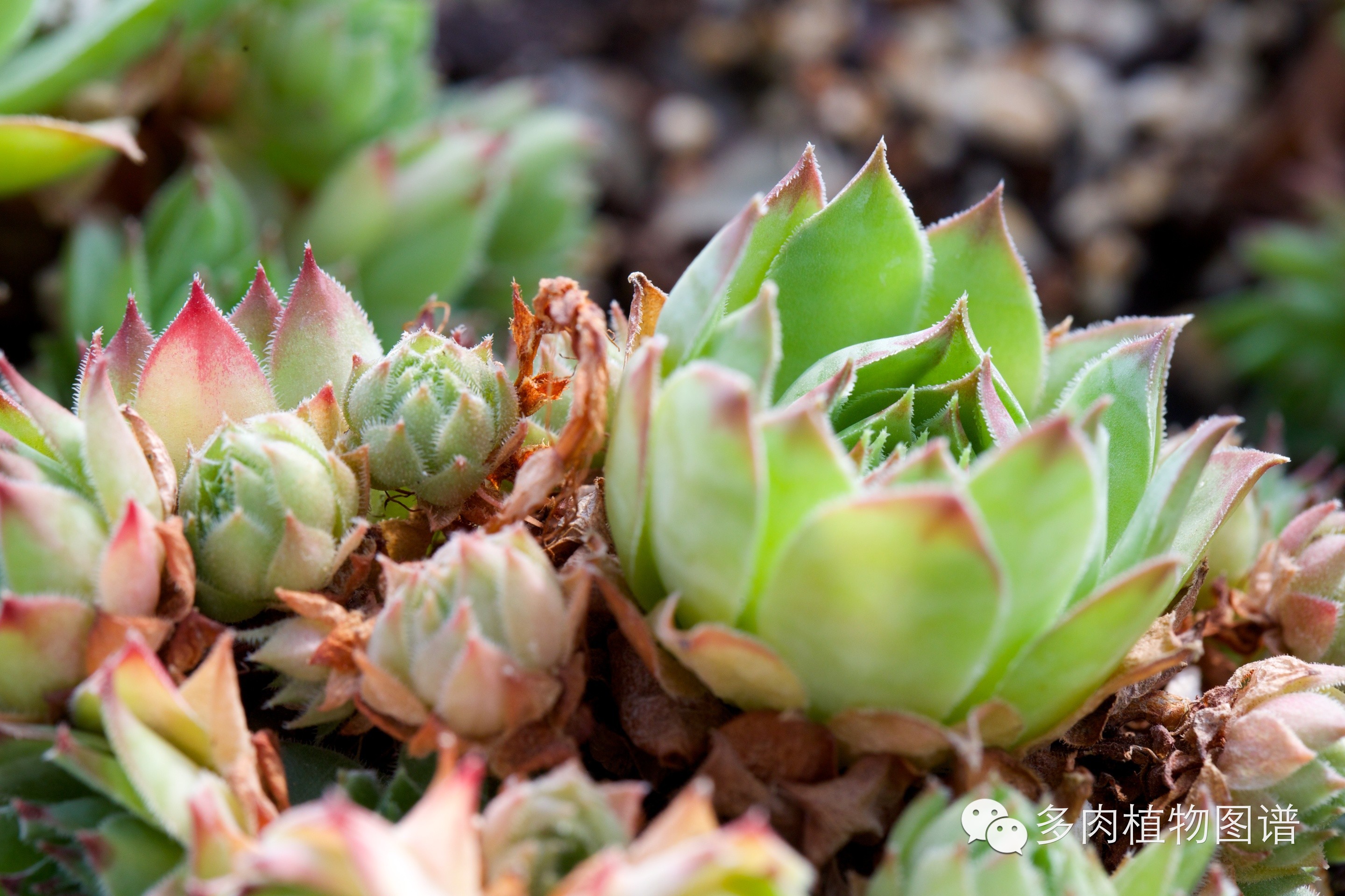 常见冬型种春秋型种多肉植物的分类