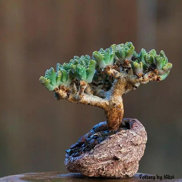 国外的盆景设计：奇形怪状甚至有点丑