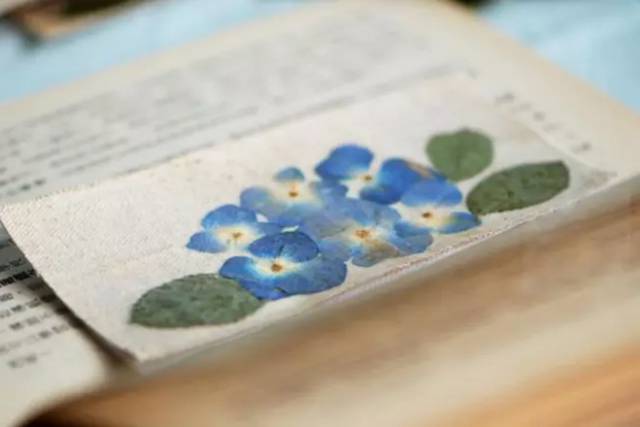 鲜花如何制成干花，除了倒挂还有这几种方法