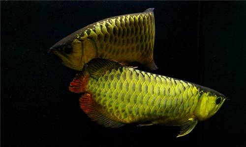海鲜池杀菌 海鲜池杀菌