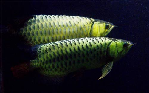 海鲜池杀菌 海鲜池杀菌