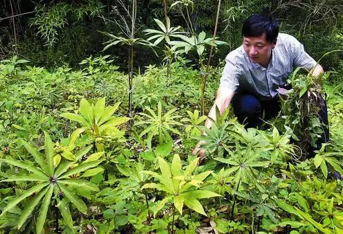 廣西板藍根沖劑聯盟,寧強成功馴化野生珍稀名貴中藥材