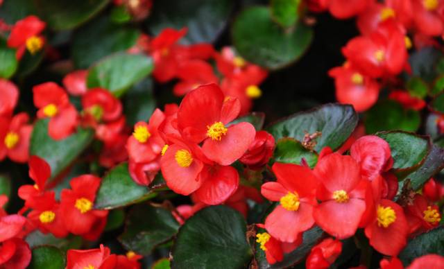 夏季养花正确的正确“姿势”，赶紧收藏！