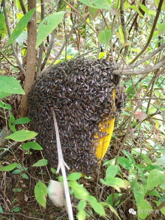 null, left]老大爷介绍到,这是他们这原始森林中部深山的"细蜂树枝蜜"
