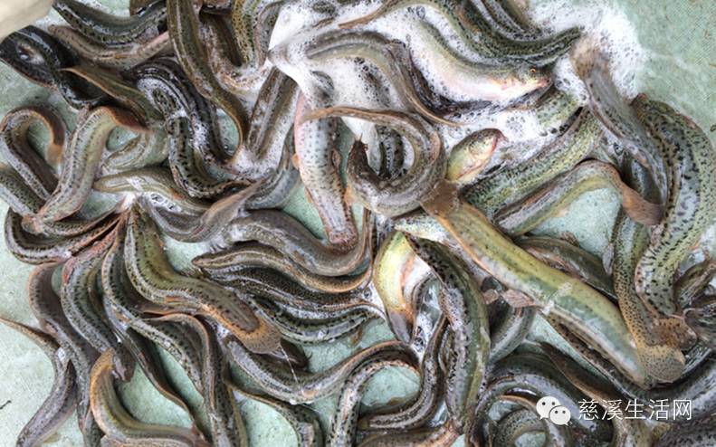 决定打破传统销售模式,在原有的基础上,推出中高档精品--泥鳅礼盒