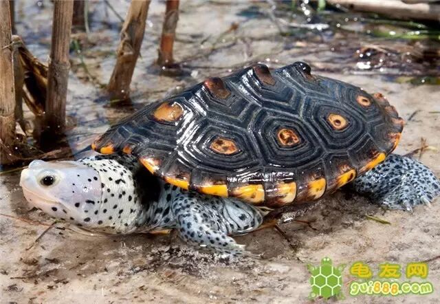 对于钻纹龟的喂养方法