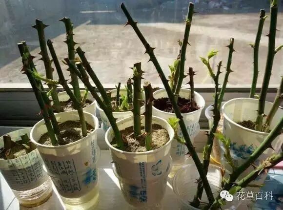 6月份养花秘笈来咯！