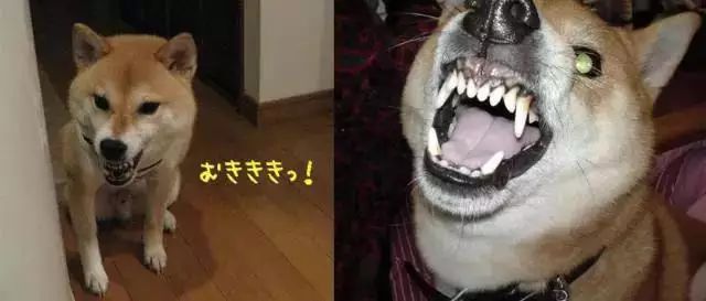 對準備養柴犬人的勸告：你不知道的柴犬 寵物 第11張