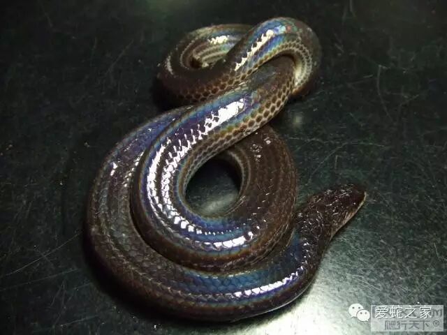 海南闪鳞与闪鳞蛇的那点事儿