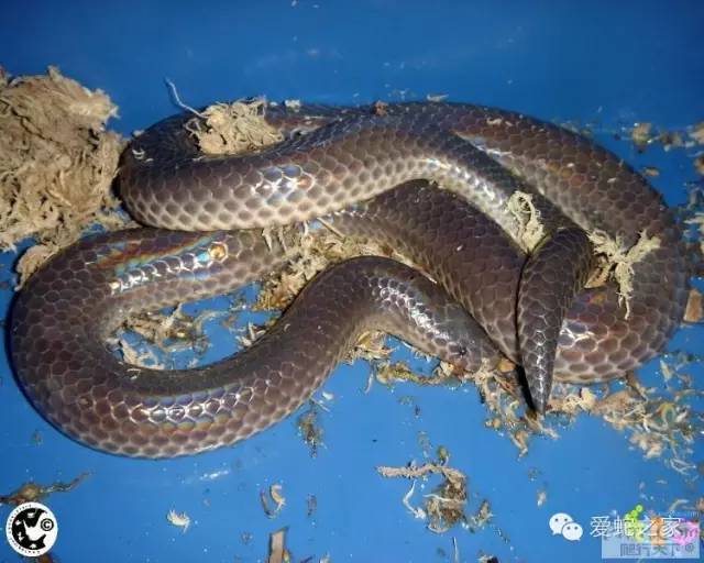 海南毒蛇种类图片大全图片