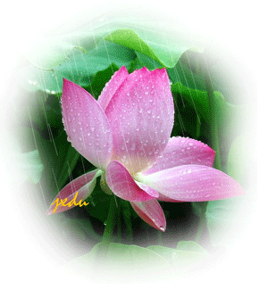 美图动态荷花精美组图赏心悦目