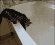 別人家的寵物洗澡時是這樣的，而自己家的，哎… 未分類 第12張