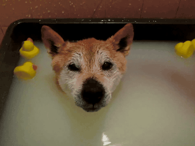 別人家的寵物洗澡時是這樣的，而自己家的，哎… 未分類 第2張