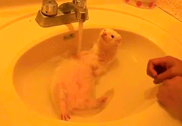 別人家的寵物洗澡時是這樣的，而自己家的，哎… 未分類 第6張