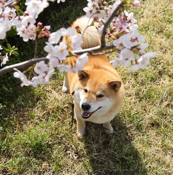 把人萌哭的秋田犬