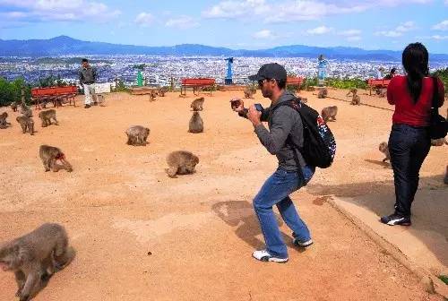 2023年岚山岩田山猴子公园：旅游攻略