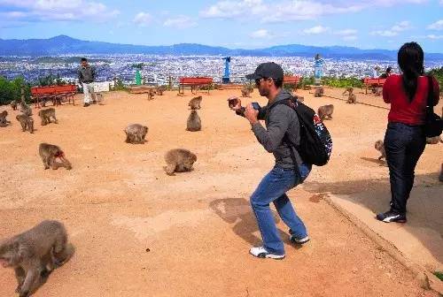 2024年岚山岩田山猴子公园：旅游攻略