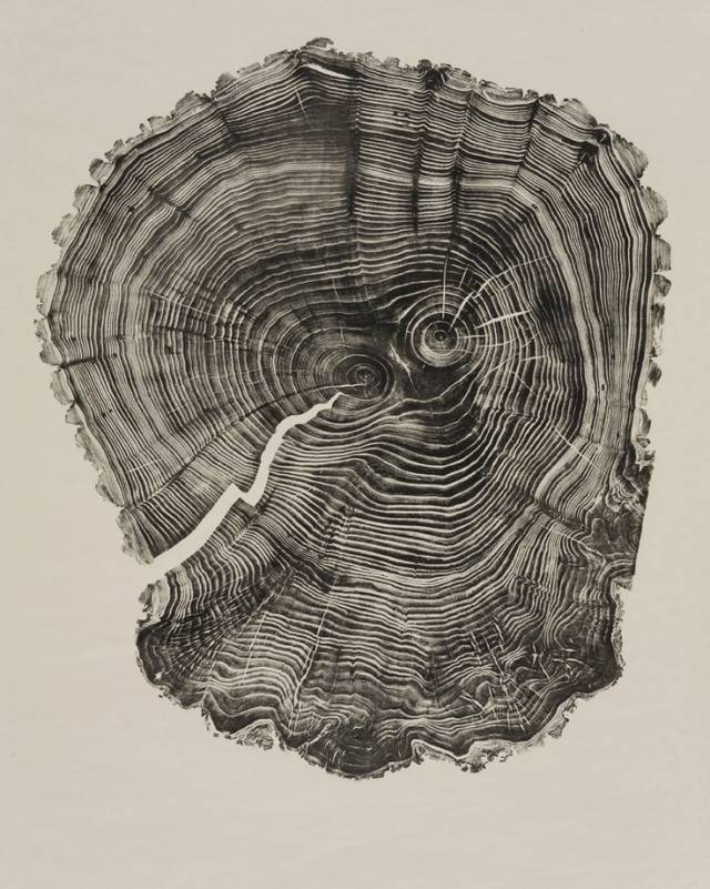 木头纹理素描图片