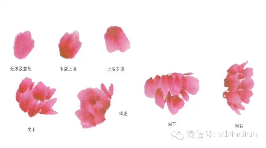 多层牡丹花瓣画法视频图片